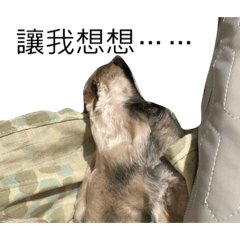 可愛的King是雪納瑞！