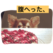 Chihuahua talk