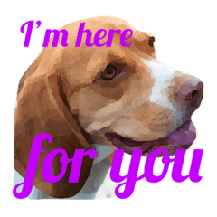 Hazel is a beagle