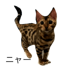 Cat's D.C.O