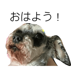 可愛的King(雪納瑞）