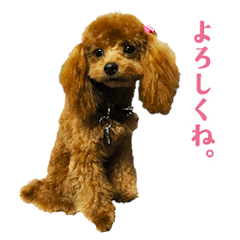 My toy poodle!