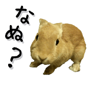 *usagi no usachan*BIG size(2)
