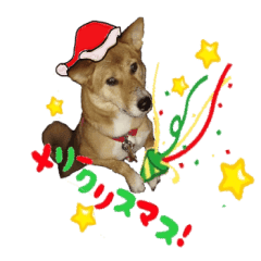 かわいい柴系雑種犬 茶々 のクリスマス Line スタンプ Line Store