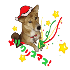 Christmas cute Shiba of Mongrel dogs