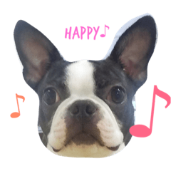 Boston terrier AZUKI