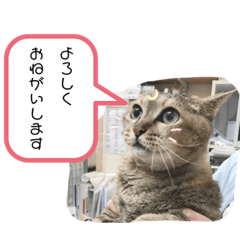 saori_20211030004158