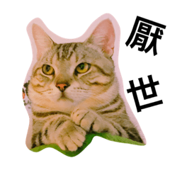 Crazycats
