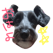 every day Bell