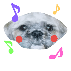 Carol of a Shih Tzu dog