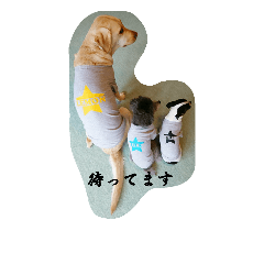 wan-wan-wan