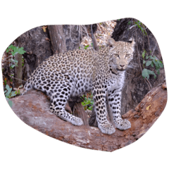 Animals of South Africa