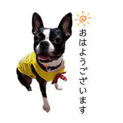 Boston Terrier Hana-chan