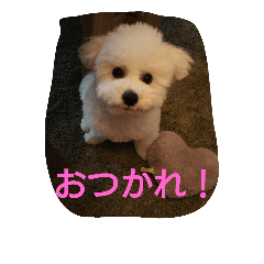 cookie cookie1106
