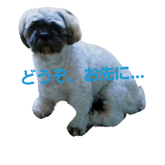 Carol of a Shih Tzu dog, the second time