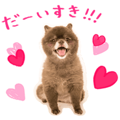 ポメラニアンのあくびちゃん Line スタンプ Line Store ポメラニアンのあくびちゃん Line スタンプ Line Store