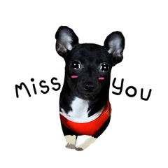 Black dog Ver.English