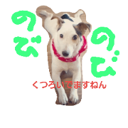jack russel terrier Wanco