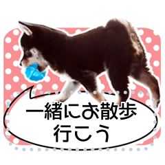 黒柴犬 の♡メッセージ♡スタンプ02 豆柴