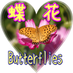 Daily sticker of butterfly photos