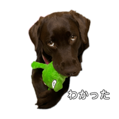 Ringo_20211030191214