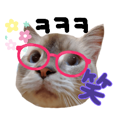 mycat_korea