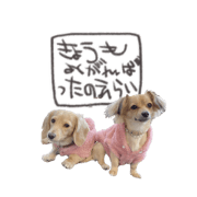 okomame chan_20211031080241