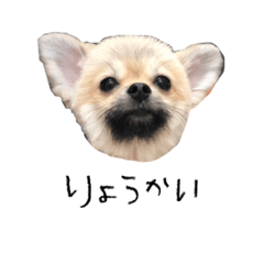 Chloenyan