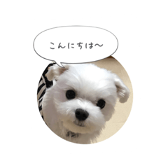It is mochi of Maltese NO.2