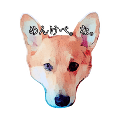corgi / akita