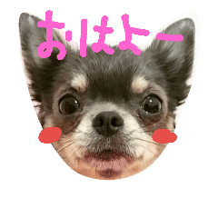 cocoa-chihuahua