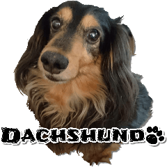 I love Dachshund! (Japanese ver.)