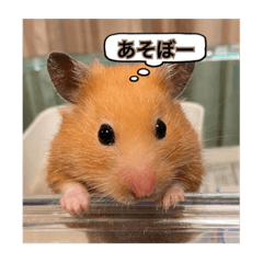 Hamster chatter