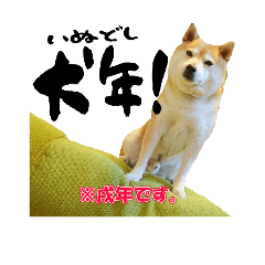 Shiba dog's New Year's Holiday!