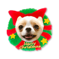 Chihuahua's latte Christmas & New year