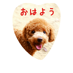 roiroidesu