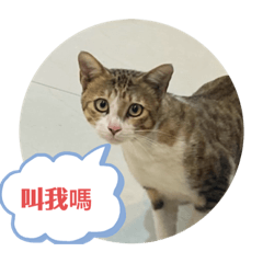 貓的系列