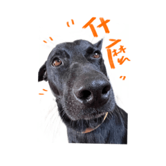 BUNNIE_20211101005913 – LINE stickers | LINE STORE