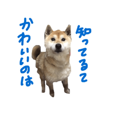 cheese dog !