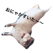 white  cat  Maron