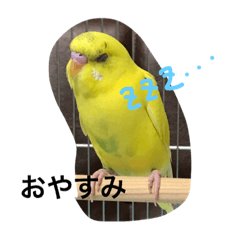 インコちゃん日常