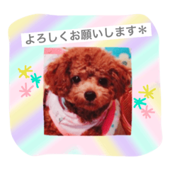 Toy poodle sherry diary2