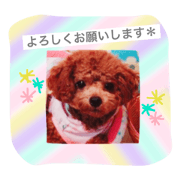 Toy poodle sherry diary2