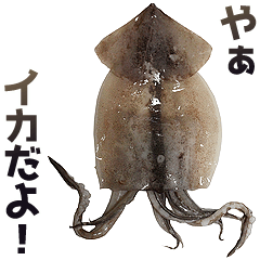 Squid is Ika