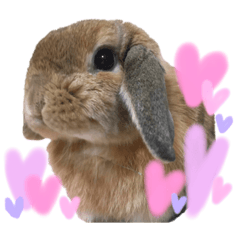 rabbit_hollandlop3