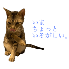 ci-suke_20211101222246