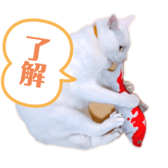 nanami_20211101191120