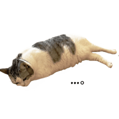 bokuneko_20211101210735