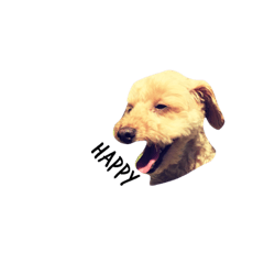 ToyToypoodle