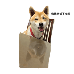 老大哥與大哥日常